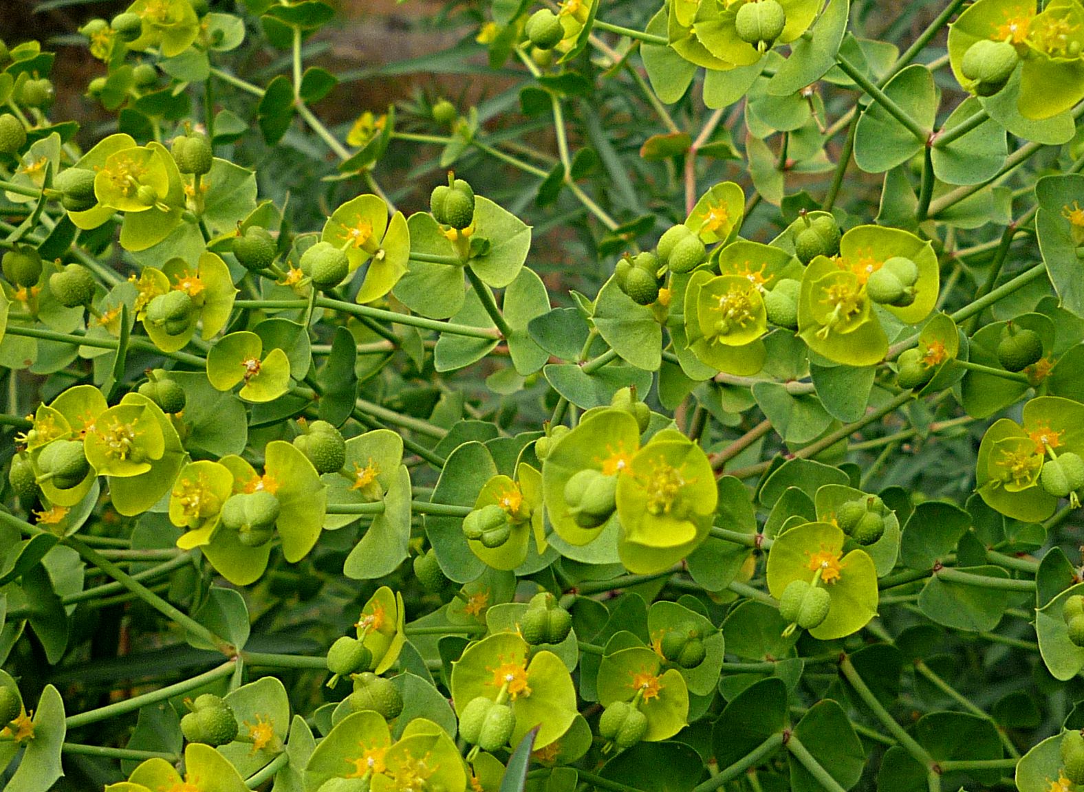 Euphorbia dendroides #