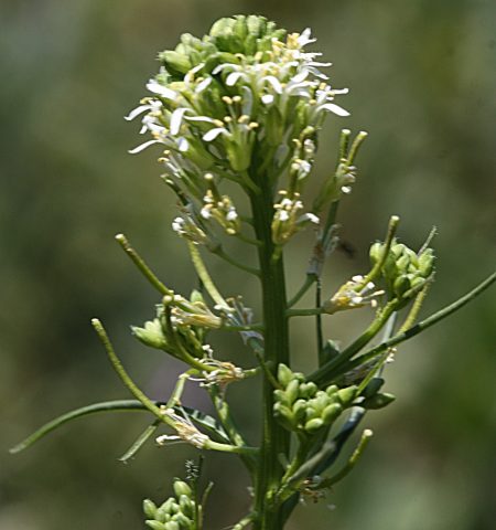 Caulanthus lasiophyllus flower side-view