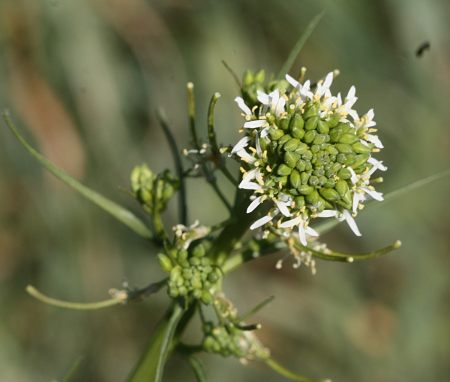 Caulanthus lasiophyllus flower