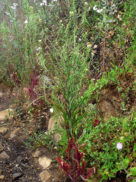 Caulanthus lasiophyllus plant