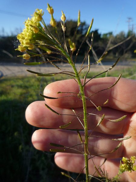 Descurainia pinnata flowers+seed