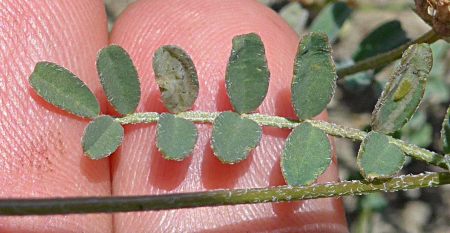 Astragalus gambelianus leaf