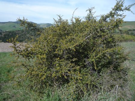 Rhamnus crocea plant