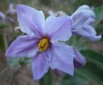 Solanum lanceolatum flower