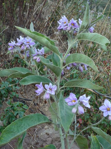 Solanum lanceolatum plant