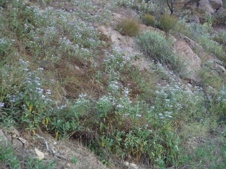 Solanum lanceolatum hillside