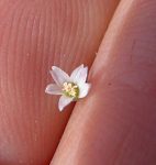 Hesperolinon micranthum flower