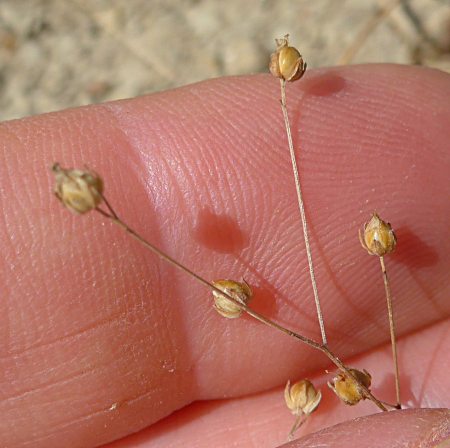 Hesperolinon micranthum seed
