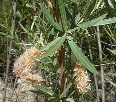 Salix exigua fluff