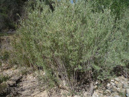 Salix exigua plants